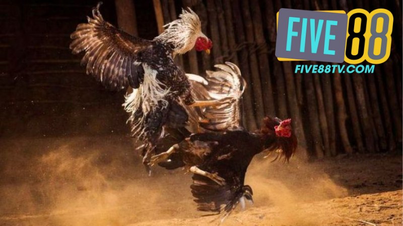 Đá Gà Five88 1 Đá Gà Five88