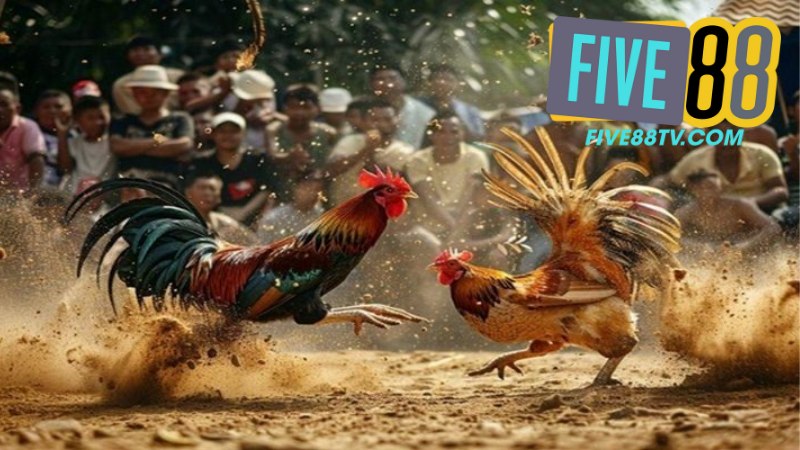 Đá Gà Five88 2 Đá Gà Five88