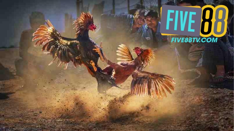 Đá Gà Five88 3 Đá Gà Five88